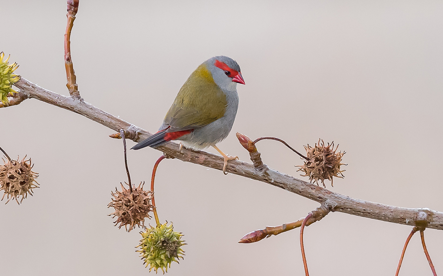 Bells and Whistles – Brian Harrisberg Photography